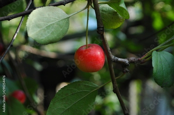 Obraz an Apple on a branch