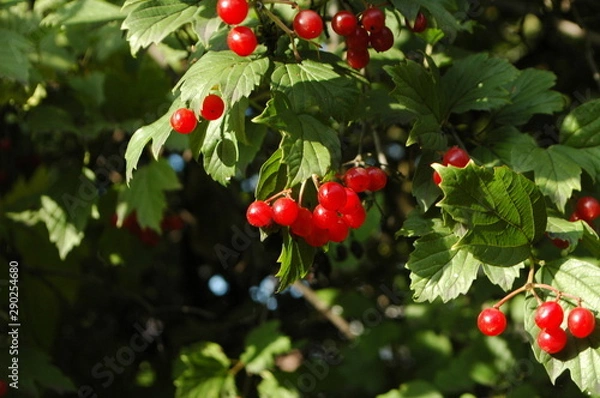 Obraz red viburnum