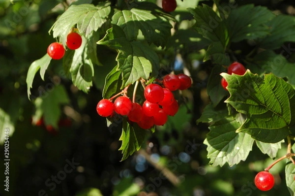 Obraz red viburnum