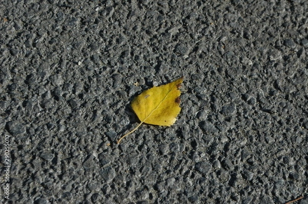 Obraz autumn leaf on asphalt