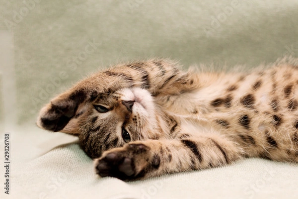 Fototapeta Tabby cat lying on bed