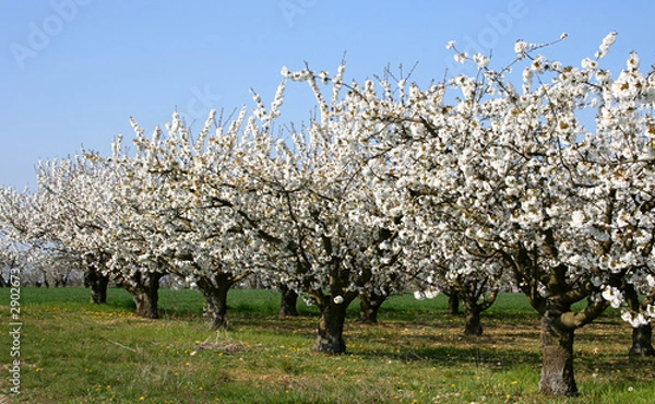 Obraz rang de cerisiers