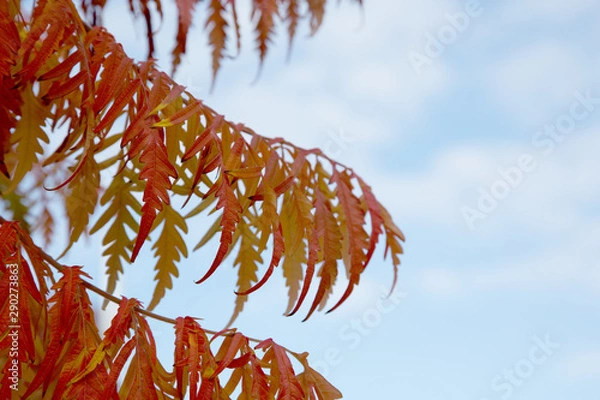 Obraz Essigbaum / Hirschkolbensumach