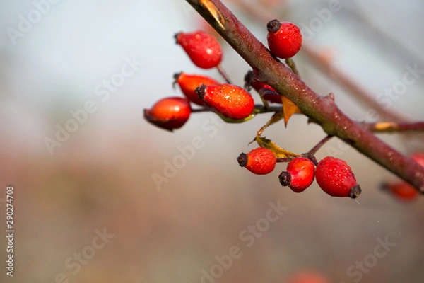 Obraz Hagebutte, Heckenrose