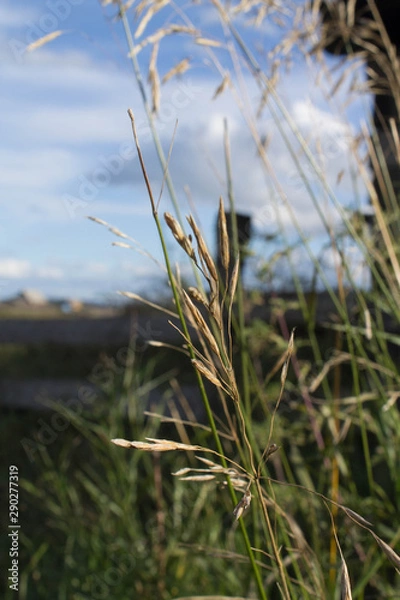 Fototapeta Summer grass