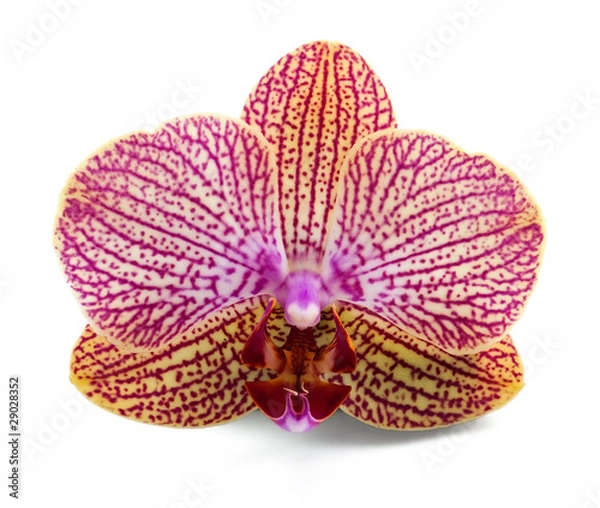 Obraz Elegant orchidea
