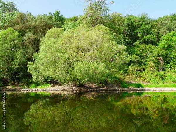 Fototapeta Willow on the river bank