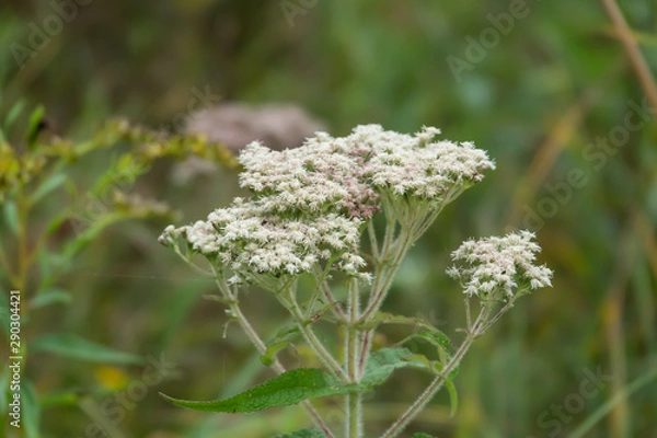 Obraz Common Boneset Flowers in Bloom in Summer