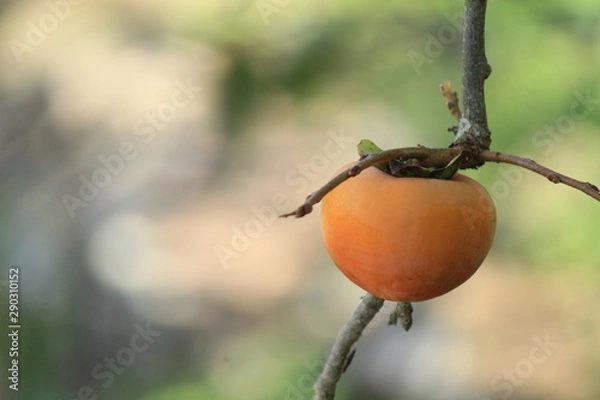 Fototapeta 美味しそうに熟した柿の実