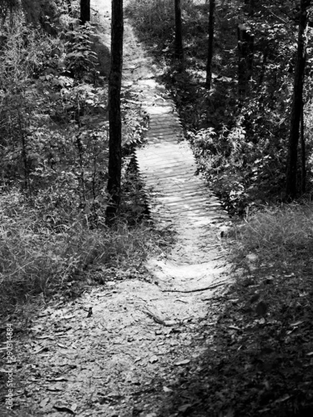 Fototapeta Path in the Woods to a Bridge 3 B&W