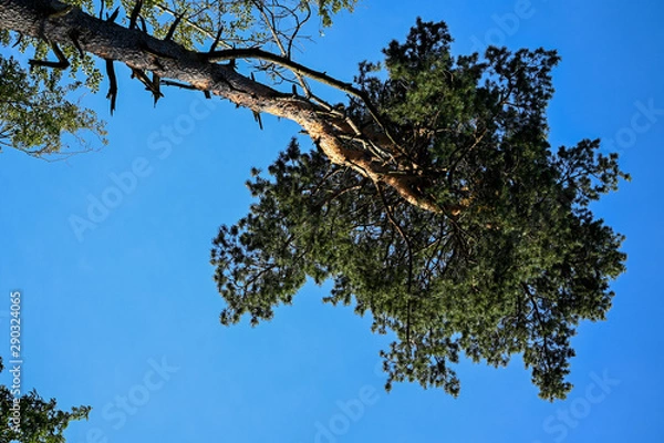Obraz tree and blue sky