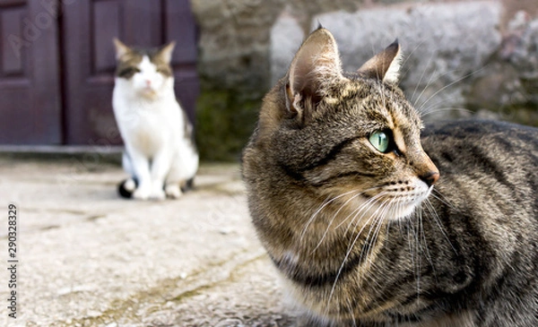 Obraz Isanbuler Katzen