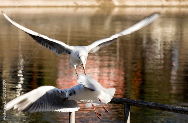 Obraz Seemöven Streit