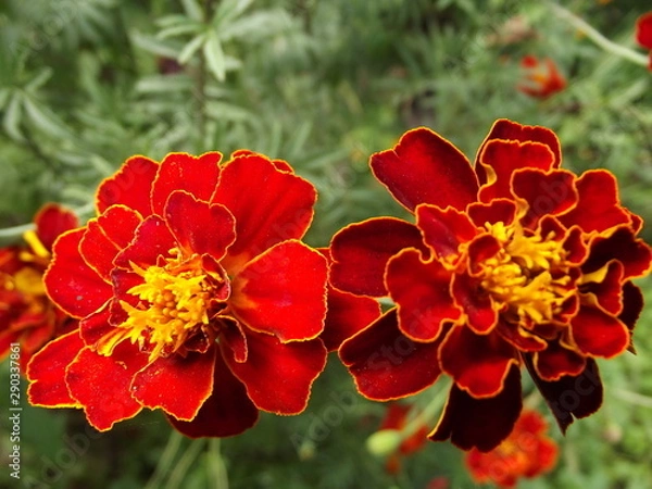 Obraz red flowers in garden