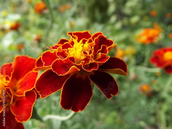 Obraz red flower in garden