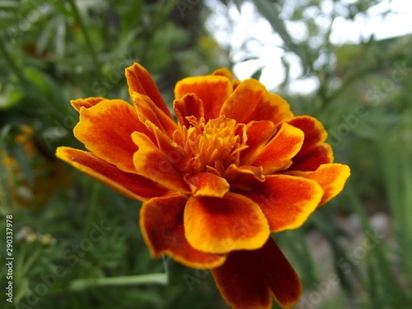 Obraz orange flower