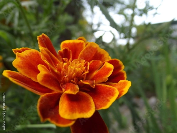 Obraz orange flower