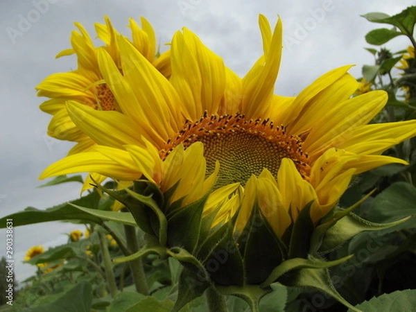 Obraz sunflower and bee