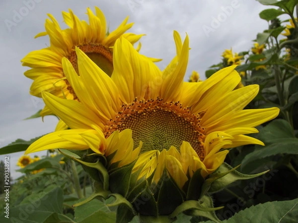 Obraz sunflower in field