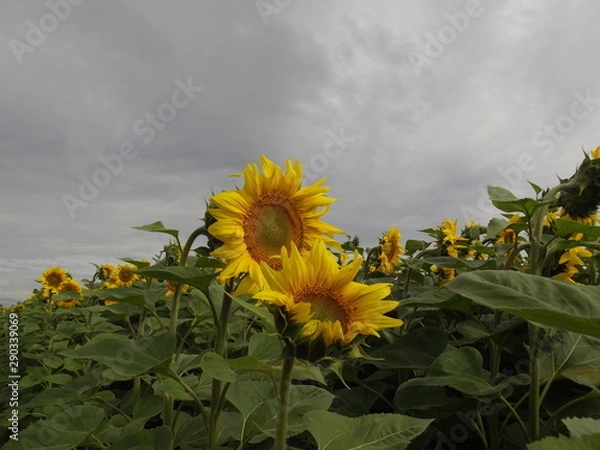 Obraz sunflower in the field