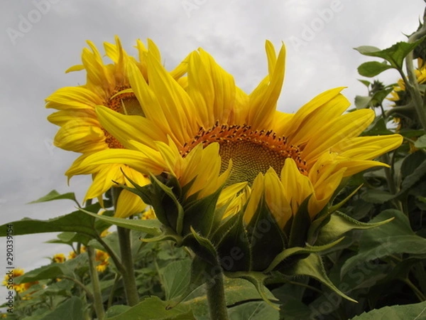 Obraz sunflower in field
