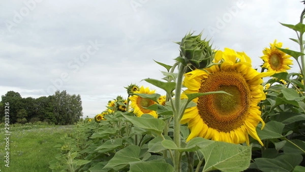 Obraz sunflower in field