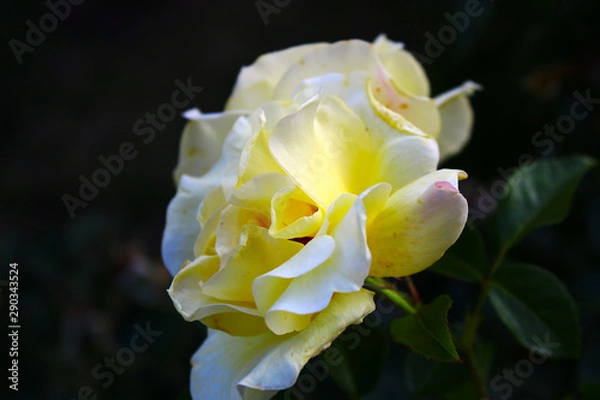 Obraz White Rose