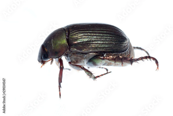 Fototapeta scarab beetle