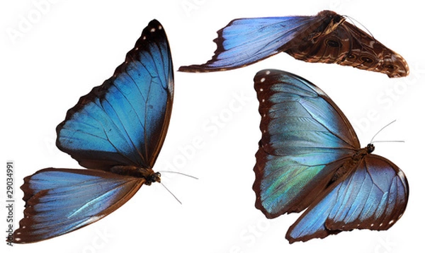 Obraz 3 morpho butterflies