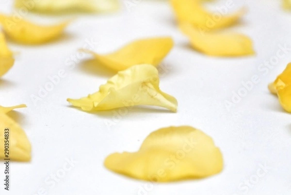 Fototapeta Blurred a pile of yellow rose corollas on white isolated background with softly style 