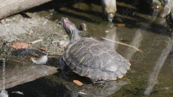 Obraz Ruby-eared beautiful turtle sits on a log in the water