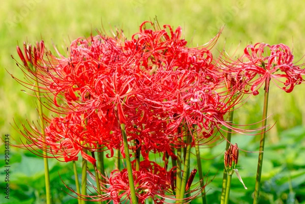 Fototapeta 湯布院の彼岸花