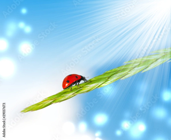 Obraz Ladybird on grass