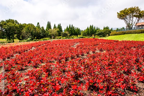 Fototapeta 久住高原のベゴニア