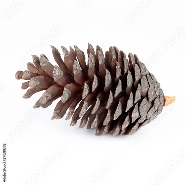 Fototapeta Pine Cone Cutout