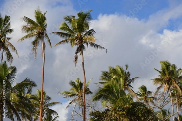 Fototapeta Palm Trees