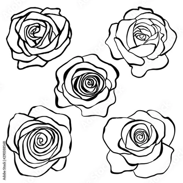 Fototapeta Set of rose flowers in doodle style. Silhouette of flowers, for cards, background, design.