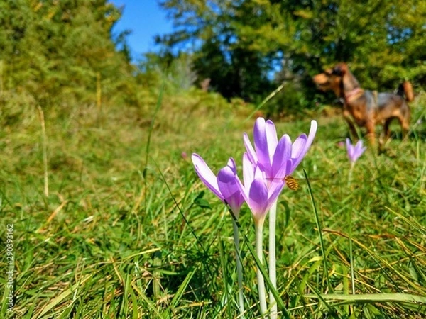 Fototapeta crocus in spring
