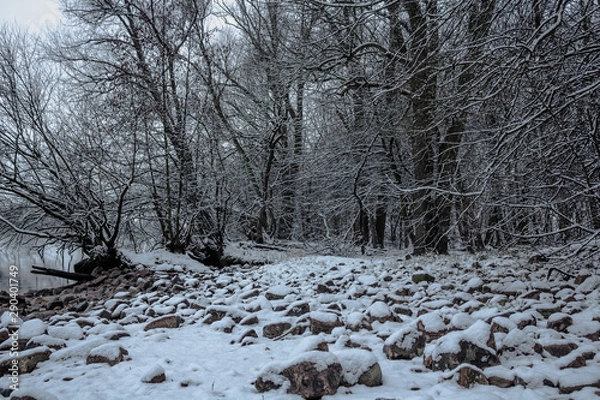 Fototapeta Trees covered by snow