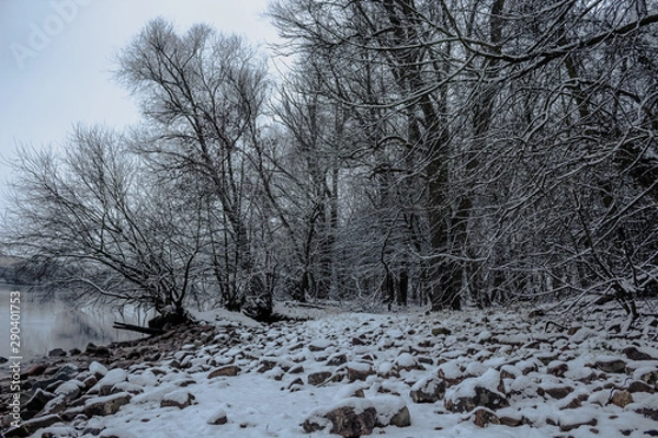 Fototapeta Trees covered by snow