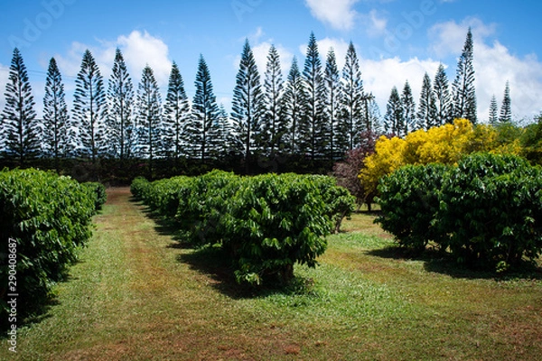 Obraz Coffee Plantation Coffee Trees Pine Trees