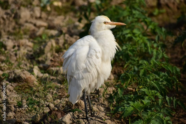Fototapeta Egret