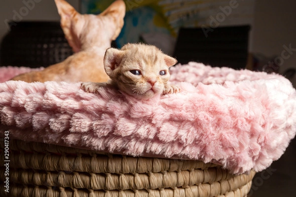 Obraz baby Devon Rex kitten in bassinet