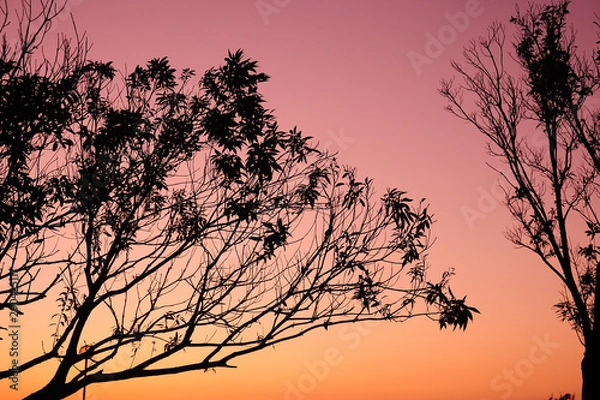 Obraz 夕焼け　シルエット　木々