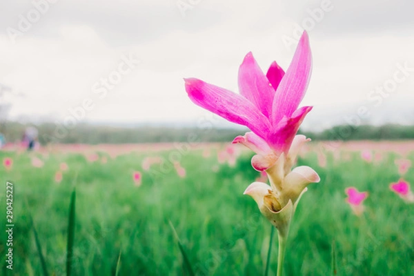 Obraz The pink Krachiao or Siam Tulip close up and macro focus style with green grass and Krachiao or Siam Tulip field blur  background