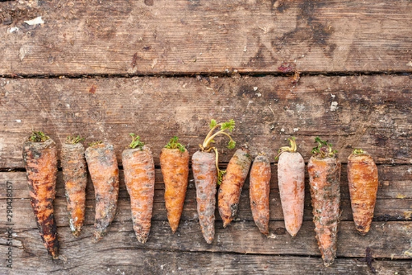 Obraz Rotten carrots laid out in a row.