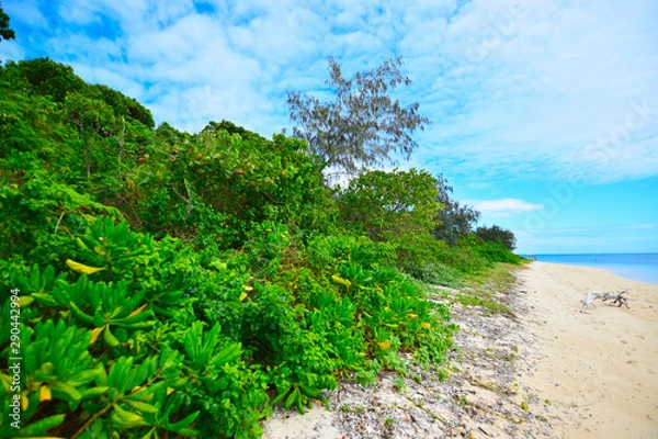 Obraz ケアンズの自然