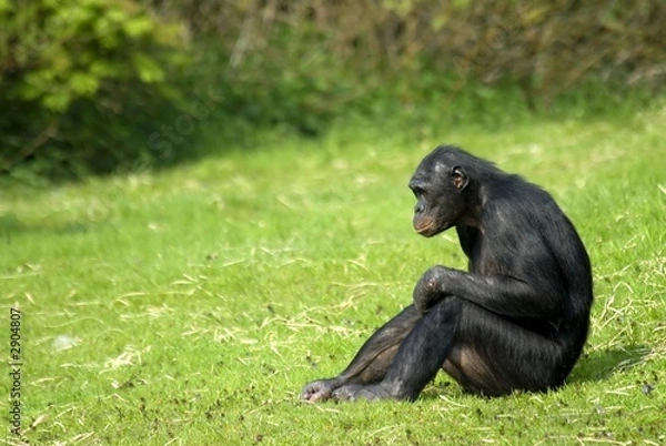 Fototapeta bonobo sitting