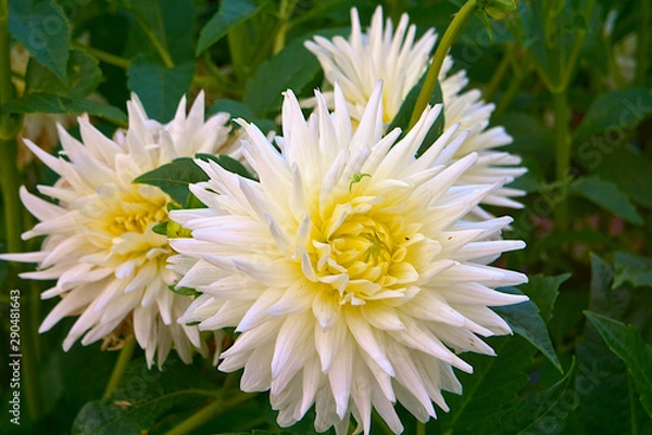 Fototapeta Blooming white asters in the garden.