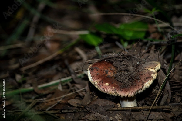 Fototapeta Mushrooms and undergrowth Macro close-up photo nature texture background rendering